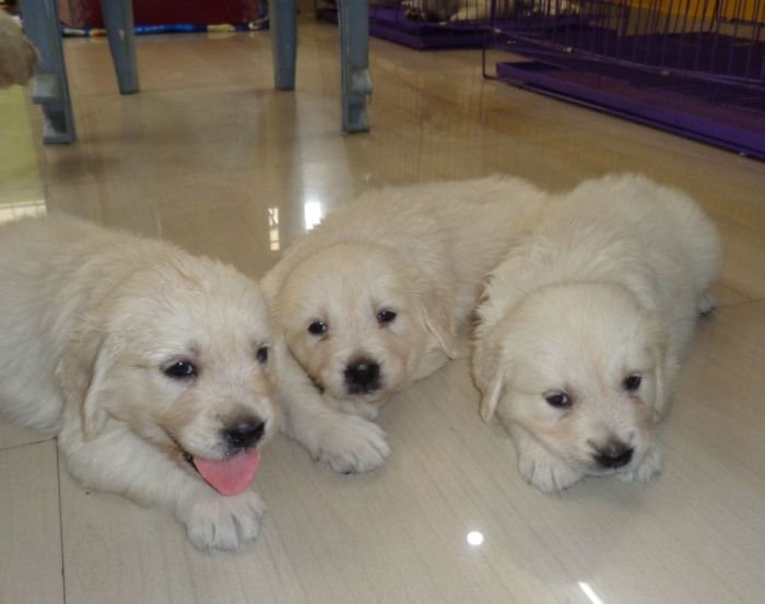 DogsIndia.com - Golden Retriever - Sivanandiny