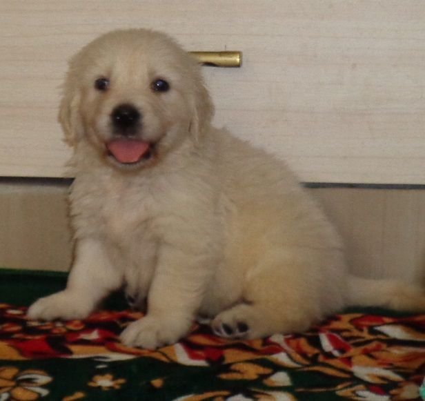 DogsIndia.com - Golden Retriever - Sivanandiny