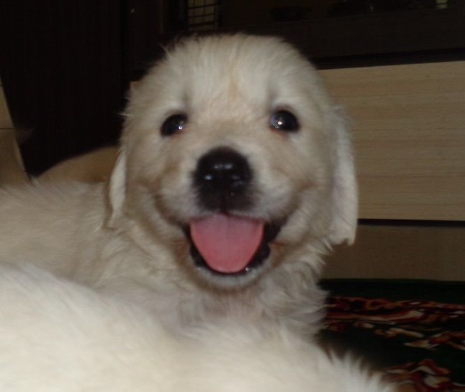 DogsIndia.com - Golden Retriever - Sivanandiny