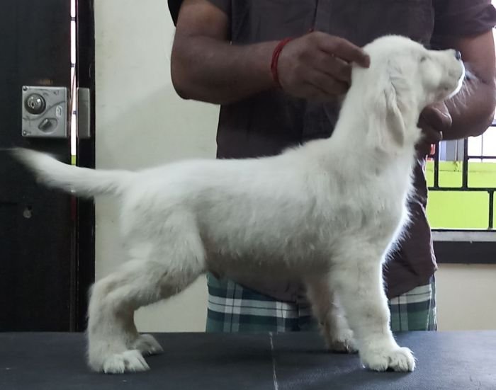 DogsIndia.com - Golden Retriever - Sivanandhini