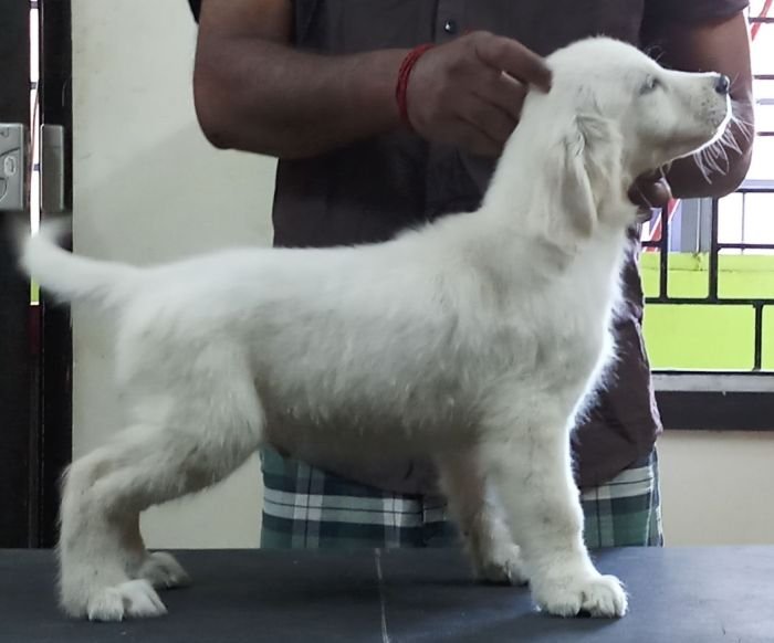 DogsIndia.com - Golden Retriever - Sivanandhini