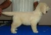 DogsIndia.com - Golden Retriever - Sivanandiny