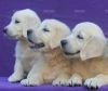 DogsIndia.com - Golden Retriever