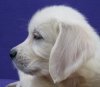DogsIndia.com - Golden Retriever - Snowflakes Kennel