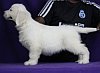 DogsIndia.com - Golden Retriever - Snowflakes Kennel