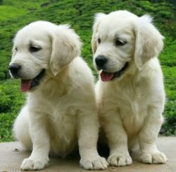 DogsIndia.com - Golden Retriever - Snowflakes Kennel
