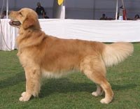 golden retriever puppies in kolkata golden retriever golden retriever puppies in kolkata golden retriever