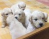 DogsIndia.com - Golden Retrievers - Springfield Kennels