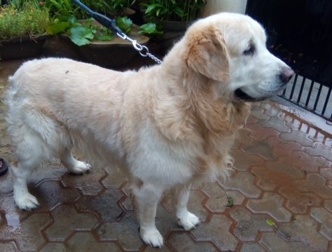 DogsIndia.com - Golden Retrievers - Springfield Kennels