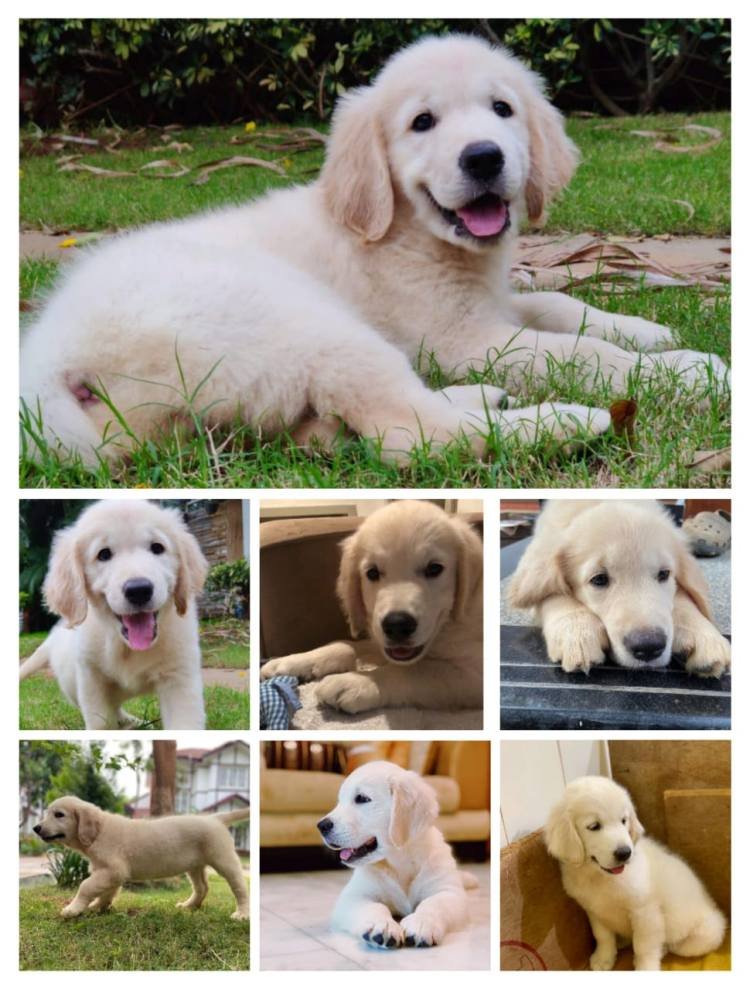 DogsIndia.com - Golden Retriever - Springfield Goldens