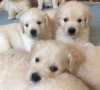 DogsIndia.com - Golden Retrievers - Springfield Kennels