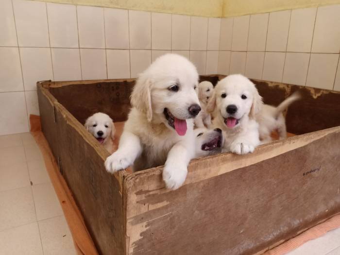 DogsIndia.com - Golden Retriever - Springfield Goldens