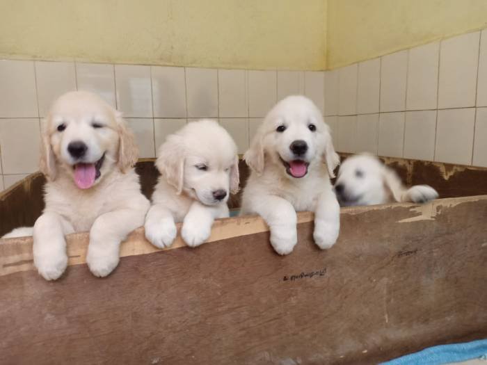 DogsIndia.com - Golden Retriever - Springfield Goldens