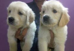 DogsIndia.com - Golden Retriever - Surendra