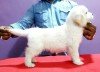 DogsIndia.com - Golden Retriever - Surendra