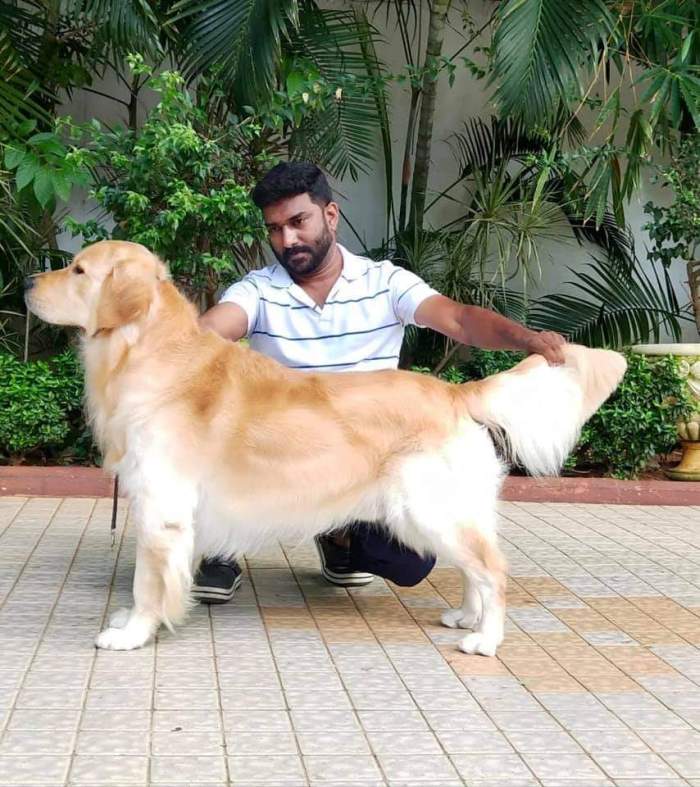 DogsIndia.com - Golden Retriever - Tennison