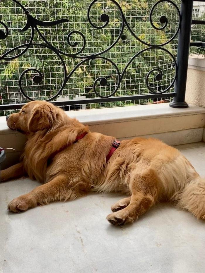 DogsIndia.com - Golden Retreiever - Toptier Kennel