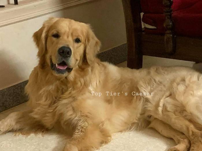 DogsIndia.com - Golden Retreiever - Toptier Kennel
