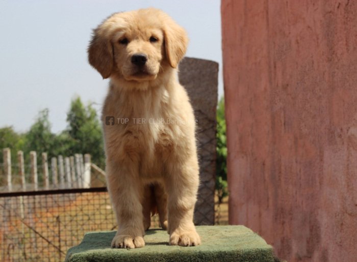 DogsIndia.com - Golden Retreiever - Toptier Kennel