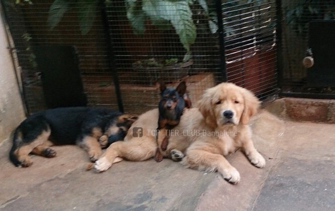 DogsIndia.com - Golden Retreiever - Toptier Kennel