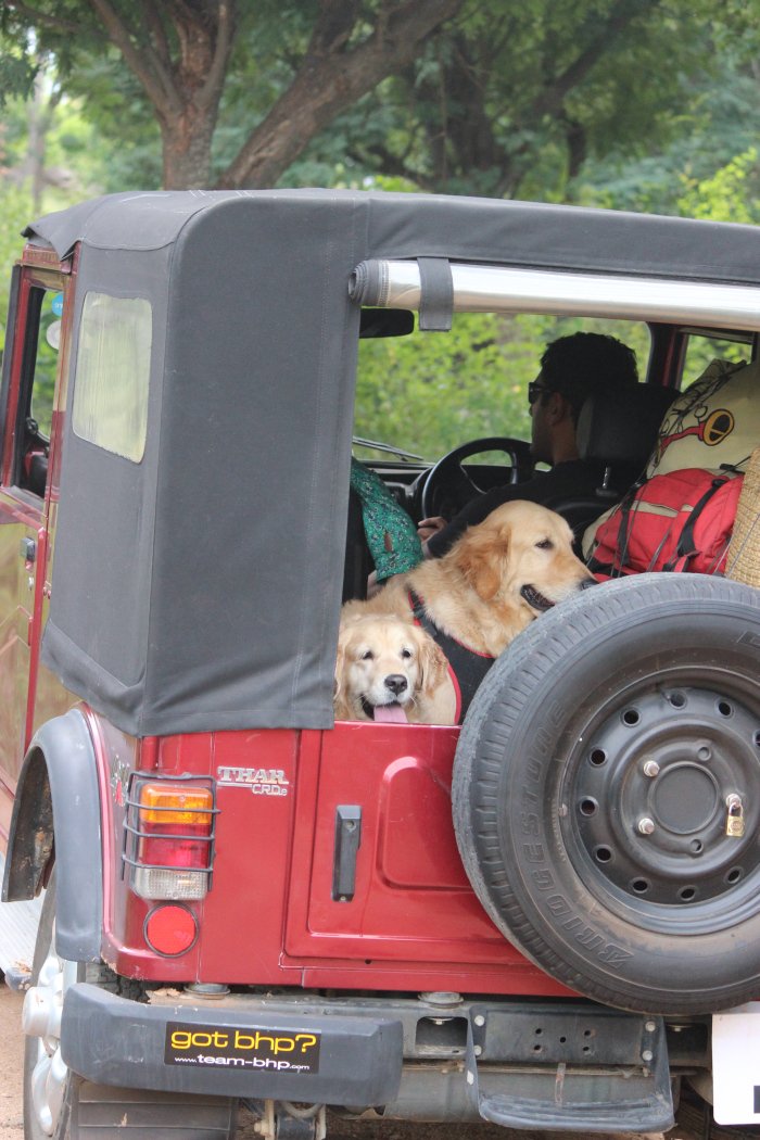 DogsIndia.com - Golden Retreiever - Toptier Kennel