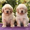 DogsIndia.com - Golden Retreiever - Toptier Kennel