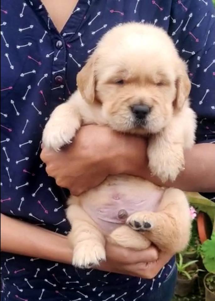 DogsIndia.com - Golden Retreiever - Toptier Kennel