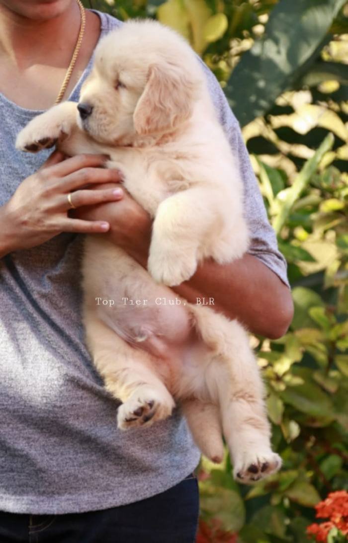 DogsIndia.com - Golden Retreiever - Toptier Kennel
