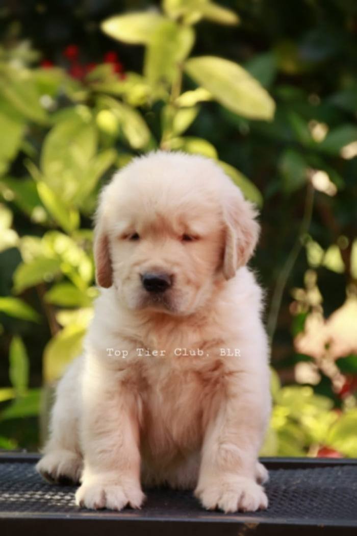 DogsIndia.com - Golden Retreiever - Toptier Kennel