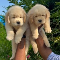 DogsIndia.com - Golden Retriever - Toptier Kennel