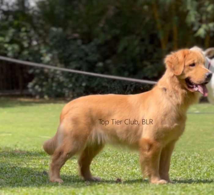 DogsIndia.com - Golden Retriever - Toptier Kennel