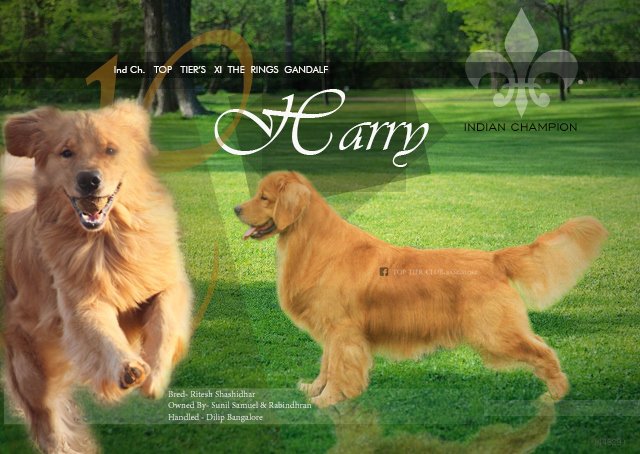 DogsIndia.com - Golden Retreiever - Toptier Kennel