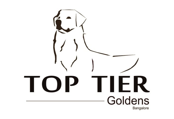 DogsIndia.com - Golden Retriever - Toptier Kennel