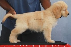 DogsIndia.com - Golden Retriever - Top Tier Kennels