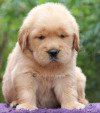 DogsIndia.com - Golden Retriever - Top Tier Kennels