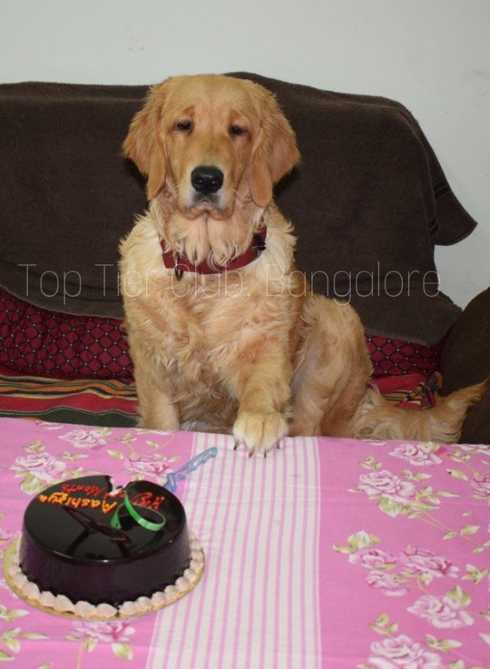 DogsIndia.com - Golden Retreiever - Toptier Kennel