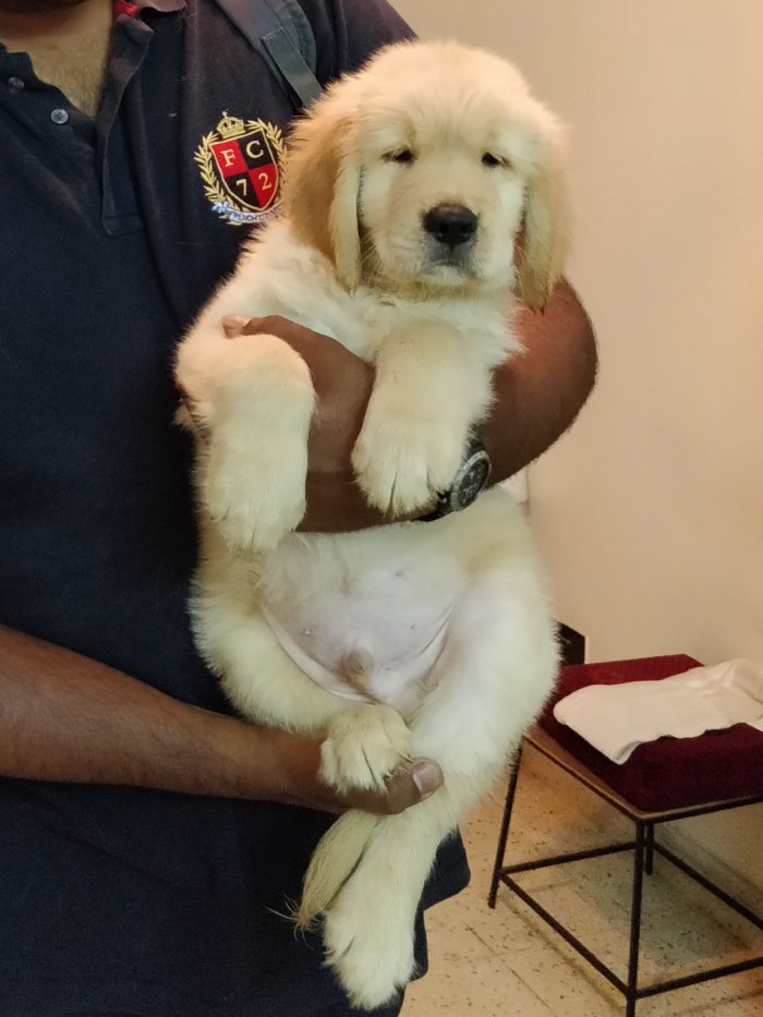 DogsIndia.com - Golden Retreiever - Toptier Kennel