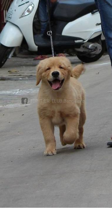 DogsIndia.com - Golden Retreiever - Toptier Kennel