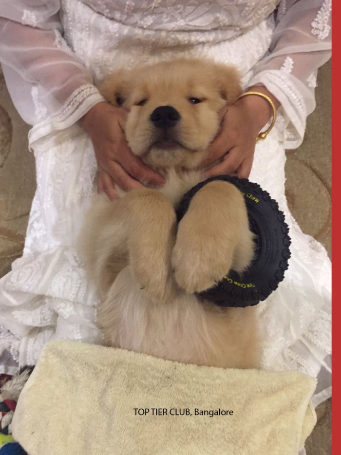 DogsIndia.com - Golden Retreiever - Toptier Kennel