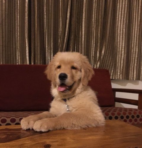 DogsIndia.com - Golden Retreiever - Toptier Kennel