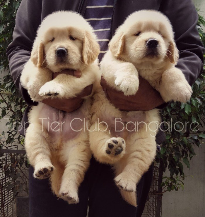 DogsIndia.com - Golden Retreiever - Toptier Kennel