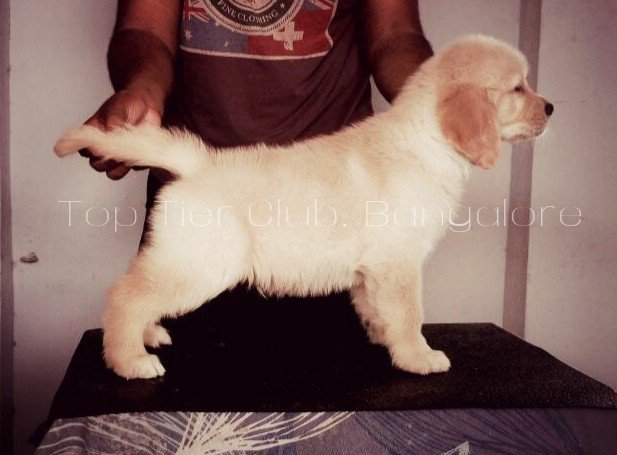 DogsIndia.com - Golden Retreiever - Toptier Kennel