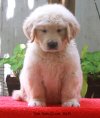 DogsIndia.com - Golden Retriever - Toptier Kennel