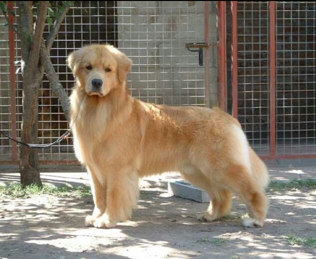 DogsIndia.com - Golden Retreiever - Toptier Kennel