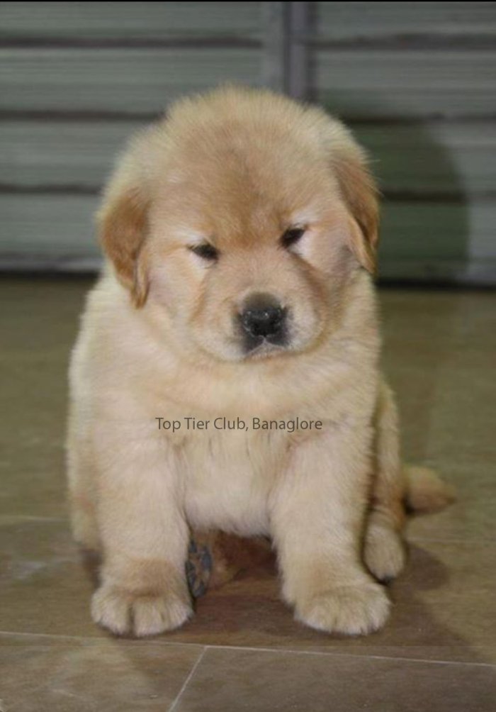 DogsIndia.com - Golden Retreiever - Toptier Kennel