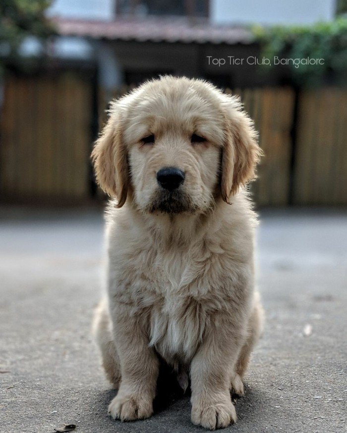 DogsIndia.com - Golden Retreiever - Toptier Kennel