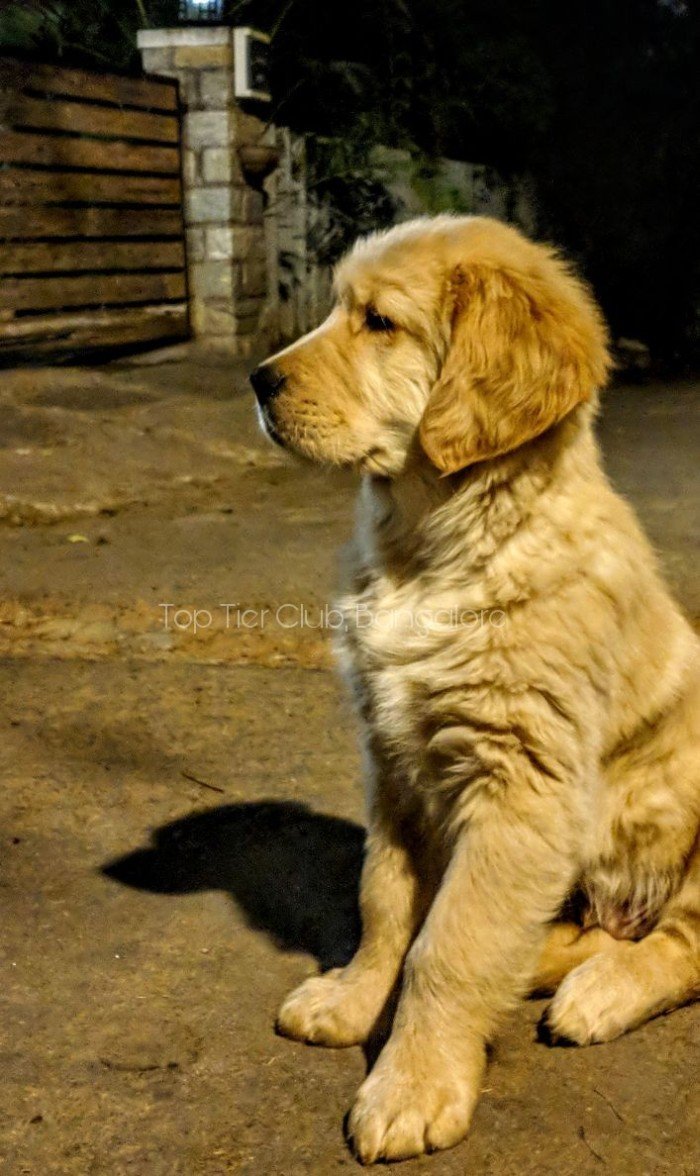 DogsIndia.com - Golden Retreiever - Toptier Kennel