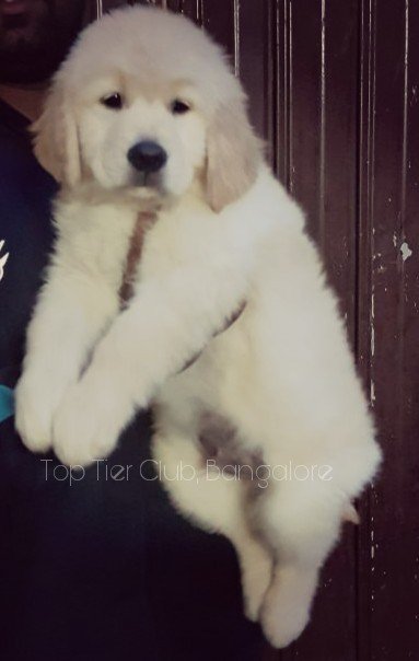 DogsIndia.com - Golden Retreiever - Toptier Kennel