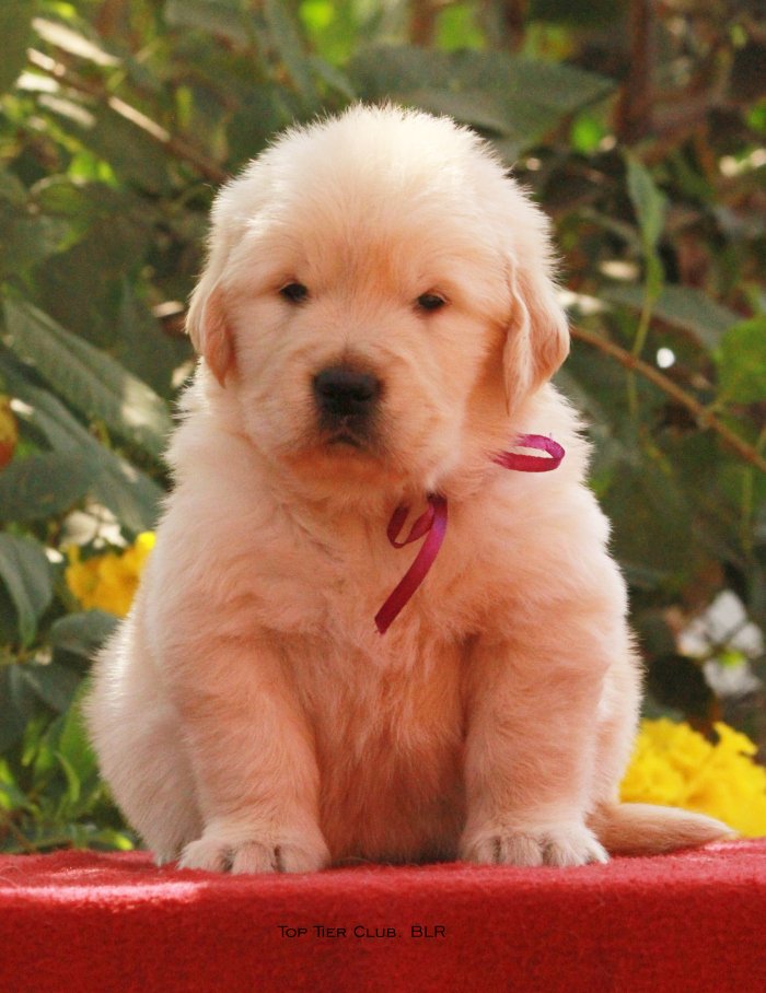 DogsIndia.com - Golden Retreiever - Toptier Kennel