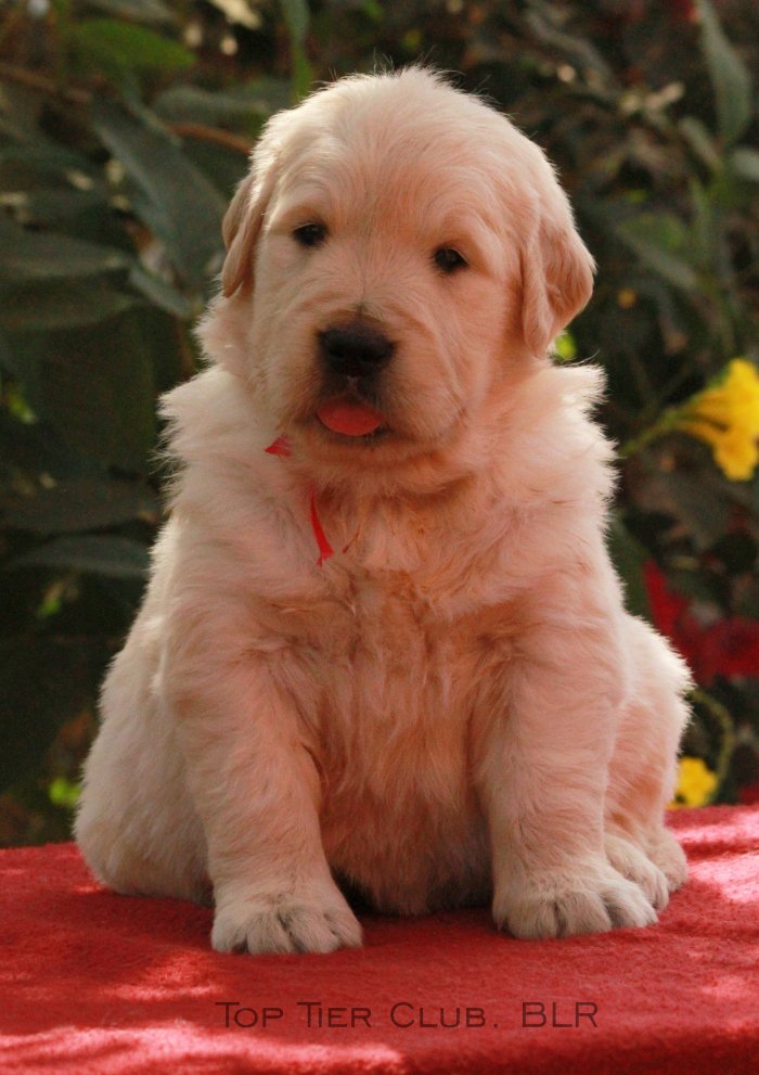 DogsIndia.com - Golden Retreiever - Toptier Kennel